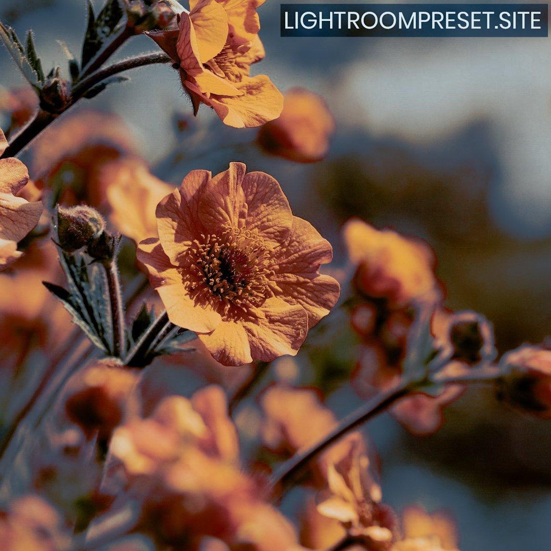 You are currently viewing Cinematic lightroom mobile preset