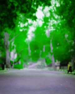 Road with tree background for editing download