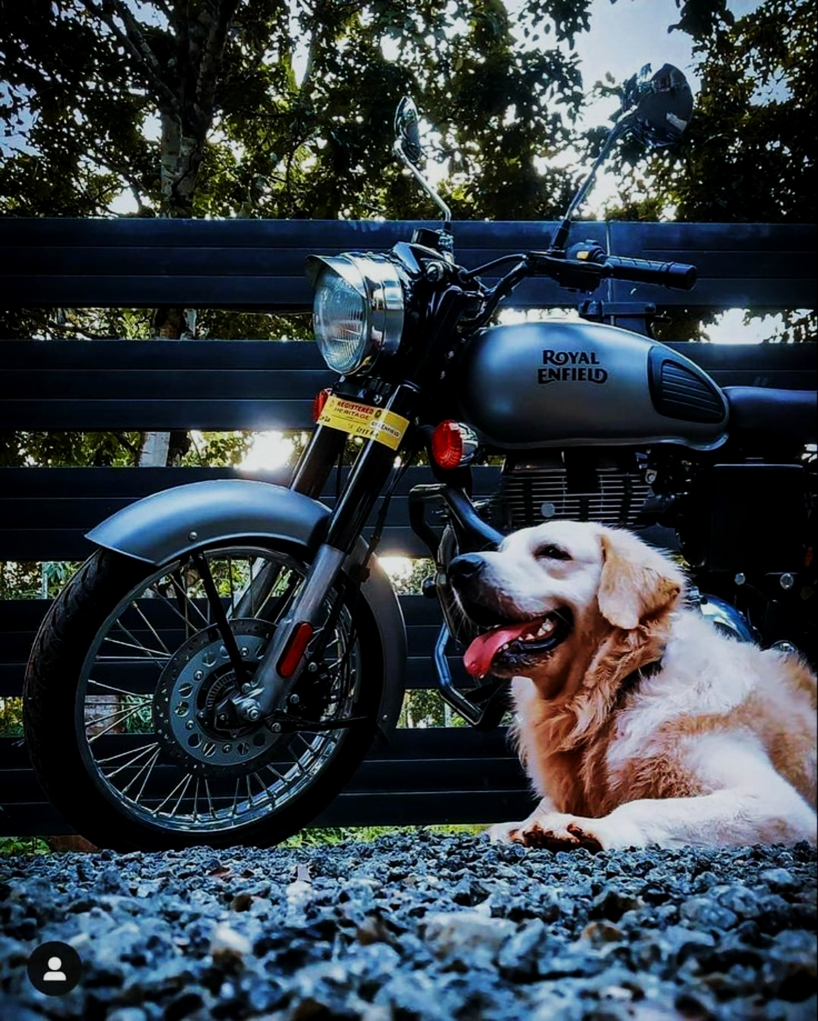 You are currently viewing Bike with dog image download for editing free