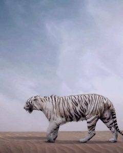 Read more about the article Tiger editing background download hd free
