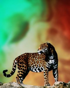 Read more about the article Tiger image editing background download free
