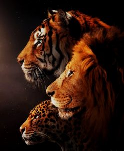 Read more about the article Tiger piscart image editing background download free